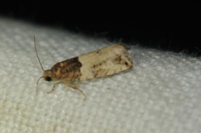 Gypsonoma aceriana