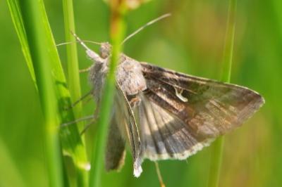 Autographa gamma