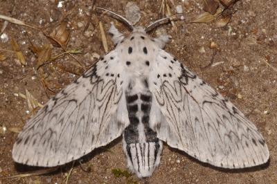 Cerura erminea