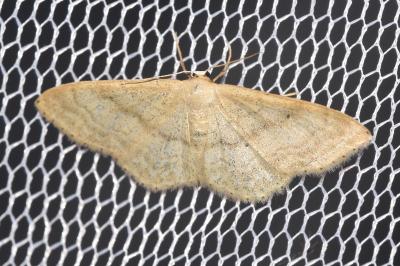 Idaea deversaria