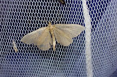 Philereme vetulata