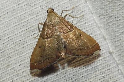 Endotricha flammealis