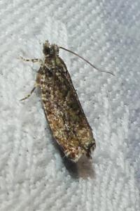 Zeiraphera isertana