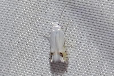 Leucoptera