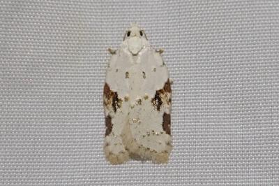 Acleris kochiella