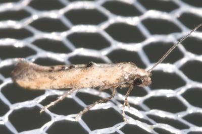 Epermenia aequidentella