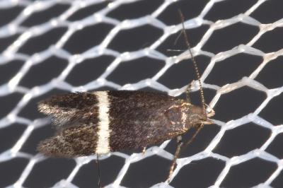 Aproaerema larseniella