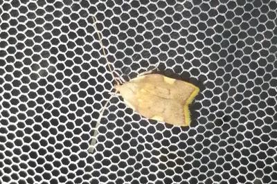 Carcina quercana