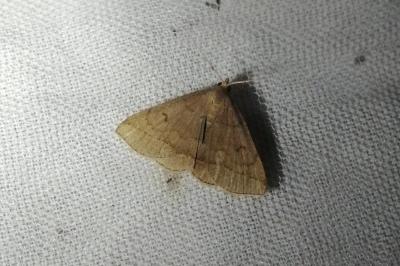 Zanclognatha lunalis