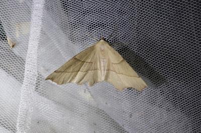 Gerinia honoraria