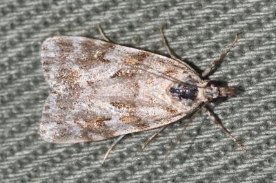 Scoparia pyralella