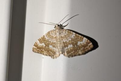 Perizoma flavofasciata