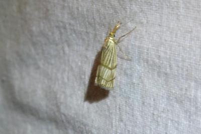 Chrysocrambus linetella