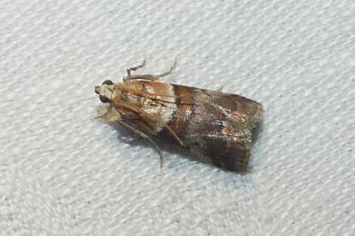 Acrobasis repandana