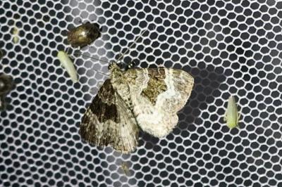 Epirrhoe alternata