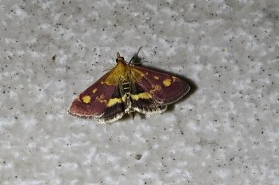 Pyrausta aurata