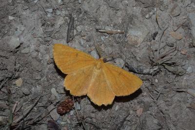 Angerona prunaria