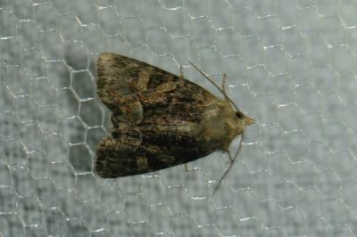 Oligia latruncula