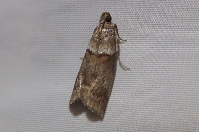 Acrobasis consociella