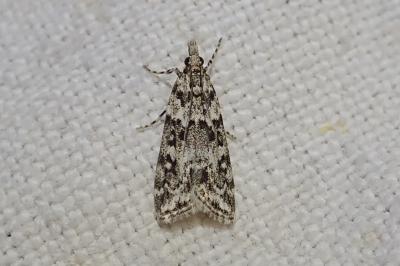 Eudonia lineola