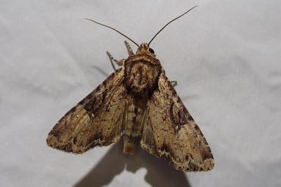 Apamea epomidion