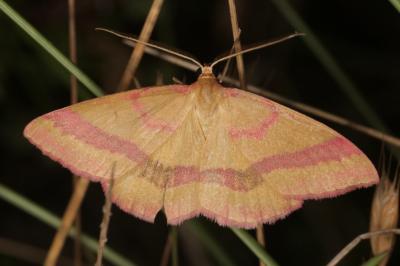 Rhodostrophia calabra