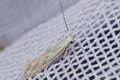 Ptocheuusa inopella