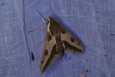 Hyles euphorbiae
