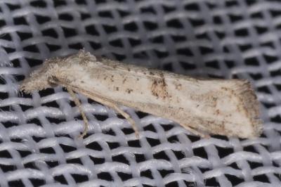 Cochylimorpha elongana