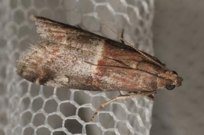 Acrobasis marmorea