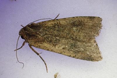 Peridroma saucia