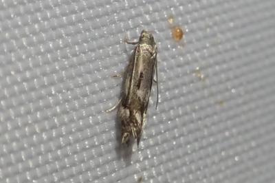 Elachista utonella