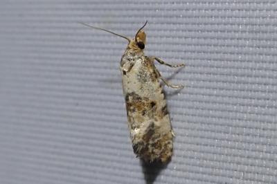 Cochylis molliculana