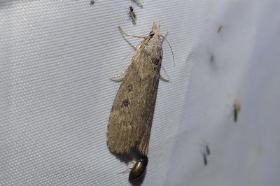 Lamoria anella