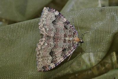 Triphosa dubitata