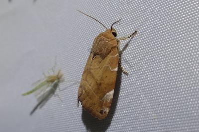 Cosmia affinis