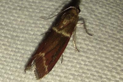 Cryptoblabes bistriga