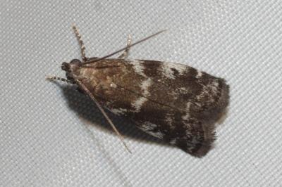 Assara terebrella