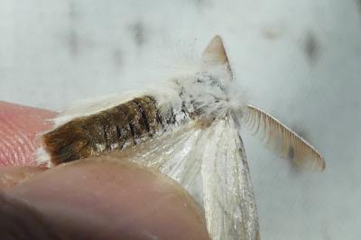 Euproctis chrysorrhoea