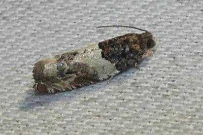 Gypsonoma sociana