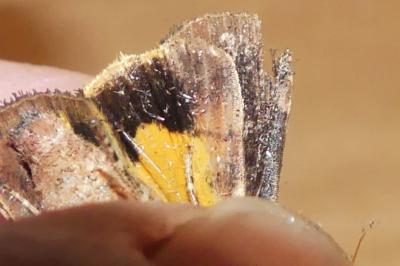 Noctua janthina