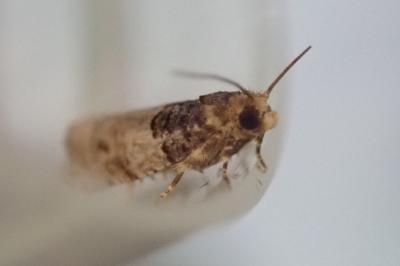 Gypsonoma aceriana