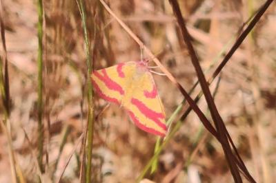 Lythria cruentaria