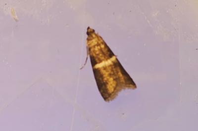 Elegia similella