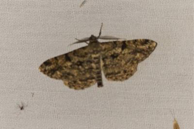 Peribatodes rhomboidaria