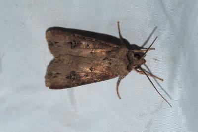 Agrotis ipsilon
