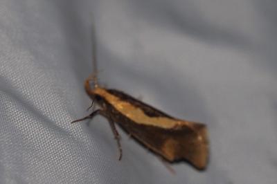Harpella forficella