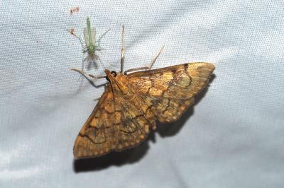 Anania verbascalis