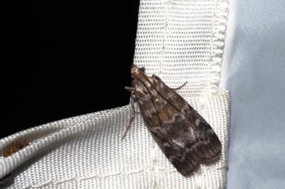Dioryctria sylvestrella