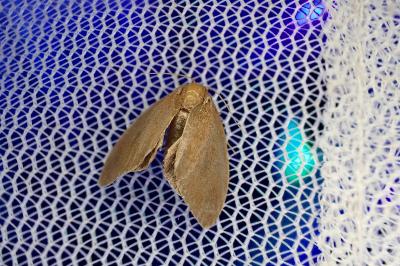 Heterogenea asella